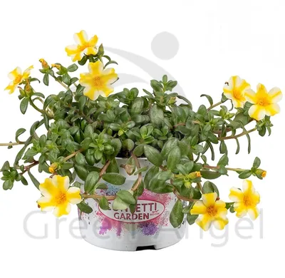 Портулак крупноцветковый (Portulaca grandiflora). - «💠Портулак: посадка  семян и уход за цветущим ковром💠» | отзывы