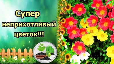 Вегетативный портулак (черенок) — купить в Красноярске. Горшечные растения  и комнатные цветы на интернет-аукционе 
