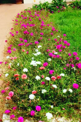 Портулак крупноцветковый РозовыйPortulaca grandiflora Rose - купить семена  цветов с доставкой по Украине в магазине Добродар