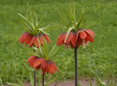 Рябчик императорский (Fritillaria imperialis)