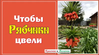 Рябчик императорский / Fritillaria imperialis - «Красивый, мощный,  необычный. Рябчик императорский украсит сад, но не пытайтесь собрать из  него букет.» | отзывы