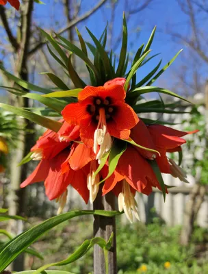 Рябчик императорский / Fritillaria imperialis - «Луковица продается по цене  пиона, а итог в вазу не поставишь: рябчик (корона), цветок спорной цены и  внешности, с ужасающим запахом корня» | отзывы