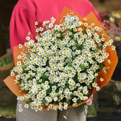 Букет ромашек (танацетум) - Доставкой цветов в Москве! 6187 товаров! Цены  от 487 руб. Цветы Тут