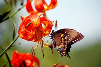 Фото Бабочки Цветы животное