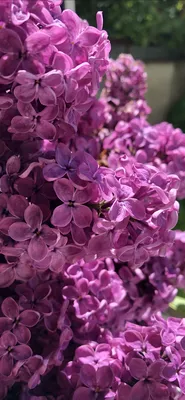 Букет из сирени разных цветов - заказать доставку цветов в Москве от Leto  Flowers