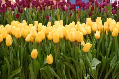 Купить Искусственные цветы - тюльпаны 11 штук / белые тюльпаны по выгодной  цене в интернет-магазине  (938047741)
