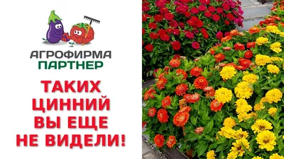 Цинии в саду: фото, оформление клумб с цветами-дюймовочками в ландшафтном  дизайне | Садовый забор, Посадка цветов, Ограда сада