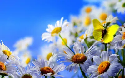 Цветы из фоамирана – смотреть онлайн все 5 видео от Цветы из фоамирана в  хорошем качестве на RUTUBE