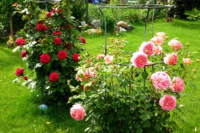 Цветочная фея: "Мой сад начинался с двух лилий и КамАЗа земли" - Статьи -  Газета "Берёзовский рабочий"