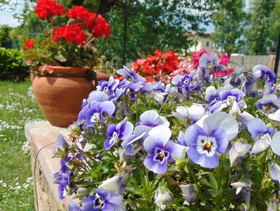 Итальянские сады. Какие цветы здесь сажают в летний сезон? Фото, латинские  названия. | Просто опыт | Дзен