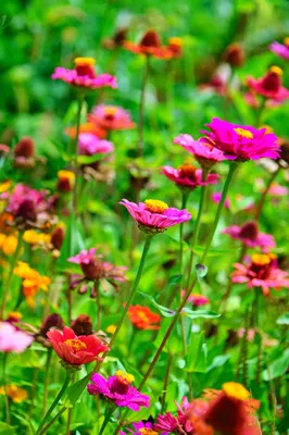 Красивые цветы в саду :: Стоковая фотография :: Pixel-Shot Studio