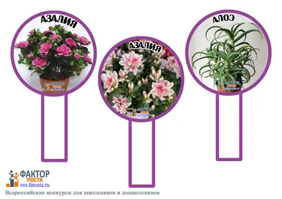 Как правильно посадить цветы в вазон: советы ландшафтных дизайнеров |  myDecor