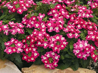 50 SCARLET VERBENA Red Nana Compacta Fragrant Flower Seeds *Combined  Shipping | eBay