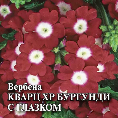 Цветы из хрусталя, вербена,сложных,…» — создано в Шедевруме