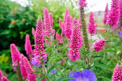 Вероника колосистая (Veronica spicata) - PictureThis