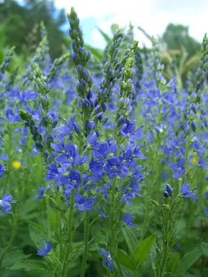 Вероника широколистная (Veronica teucrium Royal Blue)