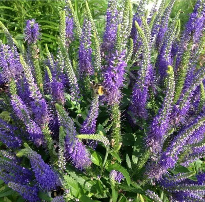 Цветы Вероника колосковая "Blue Bouquet": купить саженцы цветов вероника  колосковая "Blue Bouquet" в Твери | GreenTver