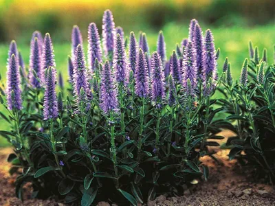 Купить Вероника длиннолистная Блауризен Veronica longifolia Blauriesin - в  питомнике Флорини