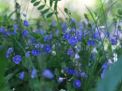 Семена цветы "Вероника голубая" купить по цене 59 ₽ в интернет-магазине  KazanExpress