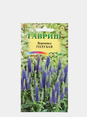 Вероника колосистая (Veronica spicata) - «Нeприхотлива, зимостойка и  бeзумно красива!!! Синяя вeроника в моём саду!» | отзывы