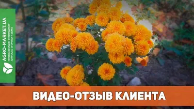 Георгины - «Очень веселые ребята!фото разных оттенков сорта.И аргументы,  почему именно они!» | отзывы