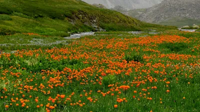 Купальница, жарки - купить в Чите, Забайкальском крае