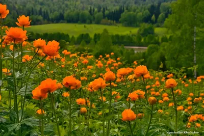 Купальница азиатская — Википедия