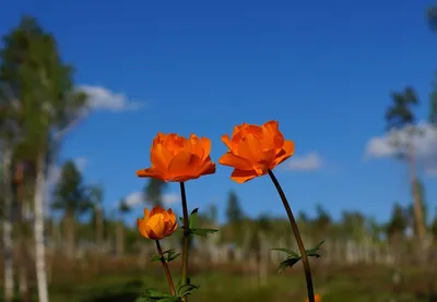 Жарки цветы - 69 фото