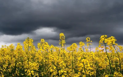 Цветы желтого цвета с фото и названиями