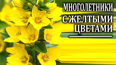 ЖЁЛТЫЕ цветы Вологодской обл.