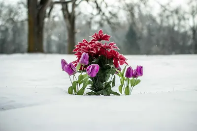 Цветы зимой картинки - 70 фото