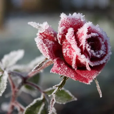 Жду зиму Замороженные цветы, пионы …» — создано в Шедевруме