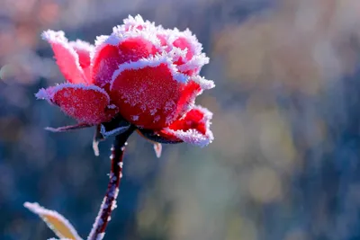 НОВИНКА! Коллекция ЗИМА'23/24 Набор цветов из ткани «Сладкое Рождество» от  ME Flowers, арт.MF-SR — KrasnovaShop