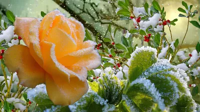 Цветы зимой - красивые фото