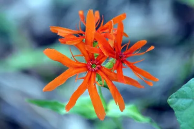 Зорька Растение Цветок - Бесплатное фото на Pixabay - Pixabay