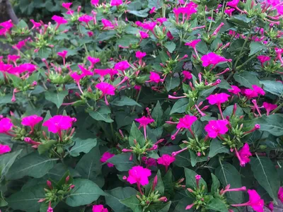 Лихнис, горицвет, или зорька (Lychnis)