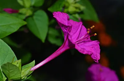 Семена цветы Лихнис халцедонский "Зорька" купить по цене 67 ₽ в  интернет-магазине KazanExpress