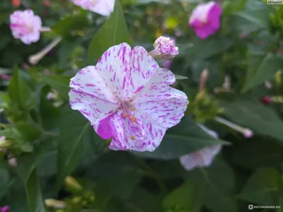 Мирабилис ялапа, или ночная красавица - «Цветок сказочный, просто чудесный,  но не без минусов. Если надумаете сажать мирабилис возле многоквартирки,  сначала обговорите это с соседями» | отзывы