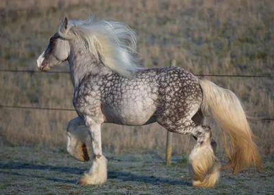 Цыганские лошади через щели Longhaired гриву в поле возле Harborough  Лестершира Великобритании рынка Стоковое Фото - изображение насчитывающей  ирландско, зеленый: 207637604