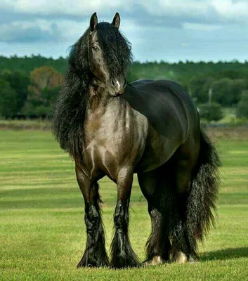 Цыганская лошадь - фотографии - 