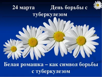 День "Белой ромашки" :: Новости :: Государственное автономное учреждение  социального обслуживания Свердловской области «Социально-реабилитационный  центр для несовершеннолетних «Золушка» Тавдинского района»