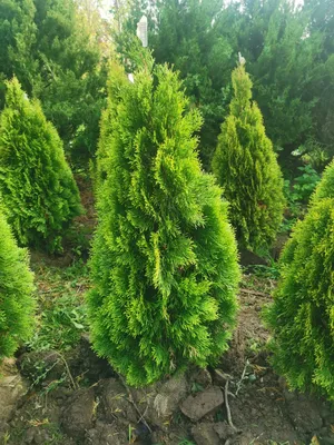 Купить Туя вересковидная (Thuja occidentalis) с доставкой почтой в  интернет-магазине Архиленд