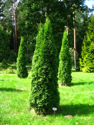 Туя Smaragd 30 см / Туя западная Смарагд 30 см / Thuja occidentalis Smaragd  (ID#1207226672), цена: 85 ₴, купить на 