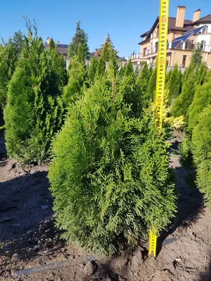 Туя западная Смарагд/Thuja occidentalis Smaragd - 50-60см возраст 4г. - Туя  западная Смарагд, Хвойные | Питомник декоративных растений в Одессе: цена,  отзывы.