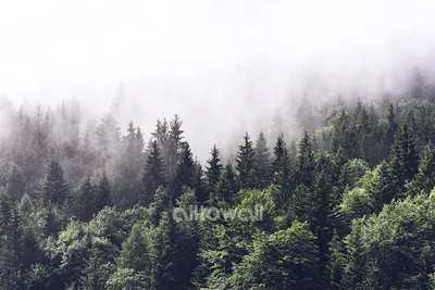 Туманный лес картинки