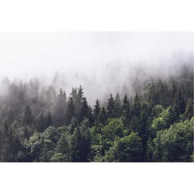 Русский красивый туманный лес, …» — создано в Шедевруме