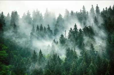 Фотообои Арт. 21072 - Туманный горный ландшафт с лесом