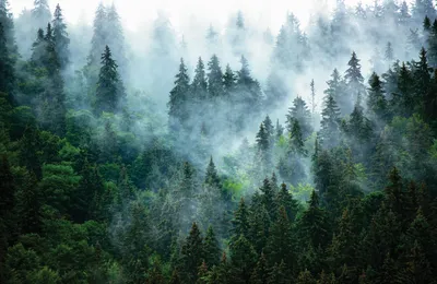 Туманный лес | Creative Art | Дзен