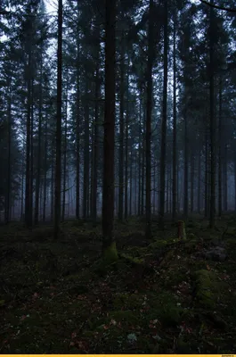 Фотообои Divino Decor "Туманный лес" - «Спим в лесу каждый день🌲 » | отзывы