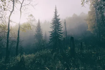 Туманный лес. Столбы. Photographer Akulich Maks